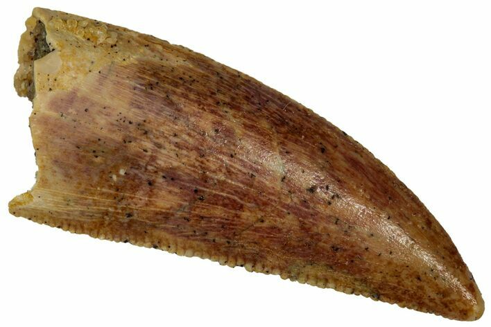 Serrated Raptor Tooth - Real Dinosaur Tooth #353386